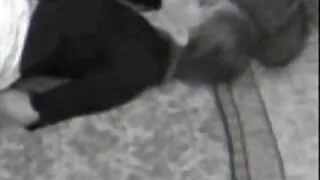 দুই শৃঙ্গাকার উভকামী ...