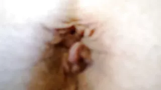 অবিশ্বাস্যভাবে সেক্স ...