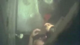 এখানে Rocco বাংলাদেশ ...